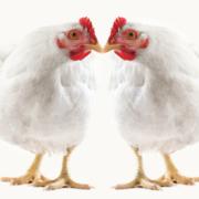Комбикорм для цыплят-бройлеров  ПК 6-4, возраст от 31 до 61 дней.
