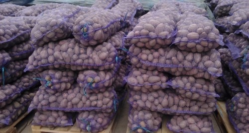Продам оптом большую картошку от производителя сорта: Романо, Сантэ, Агата, Бэлла Росса.
