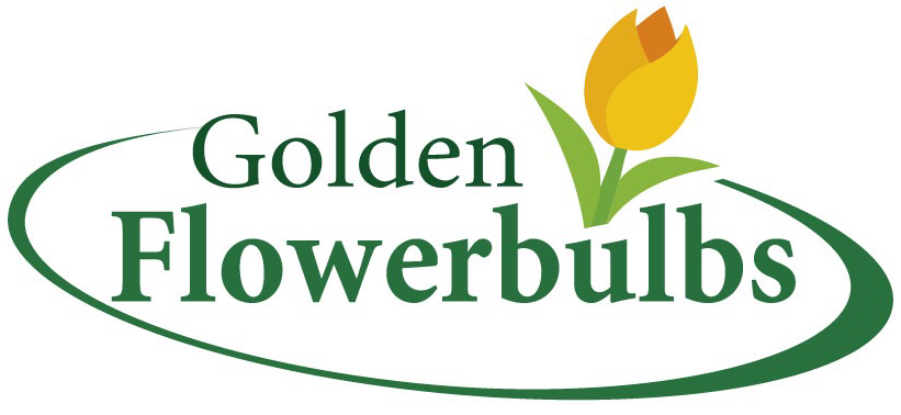 Golden Flowerbulbs