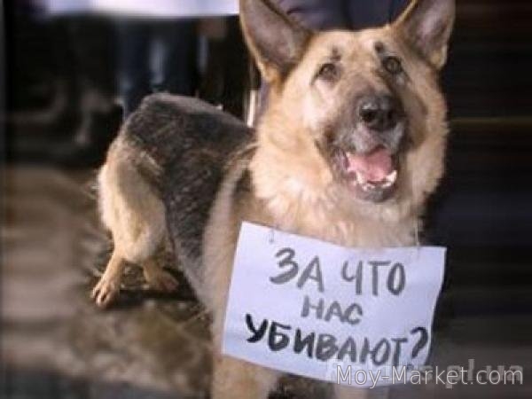 УБИЙСТВО - ЭТО БЕСЧЕЛОВЕЧНО! ПОМОГИТЕ!